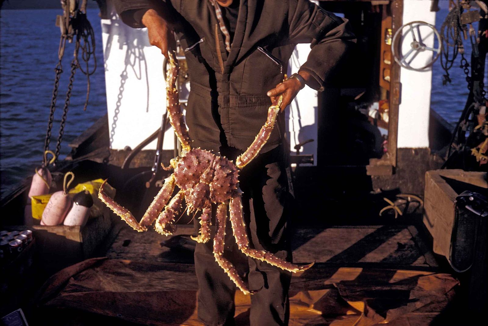 Live Kamchatka red king crab